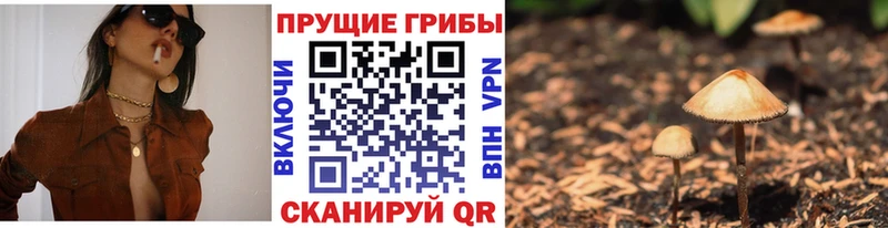Псилоцибиновые грибы Cubensis  hydra tor  Питкяранта  наркошоп 